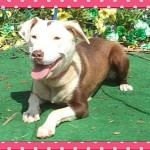 Adoptable Georgia Dogs for September 3, 2014