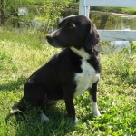 Adoptable Georgia Dogs for September 25, 2014