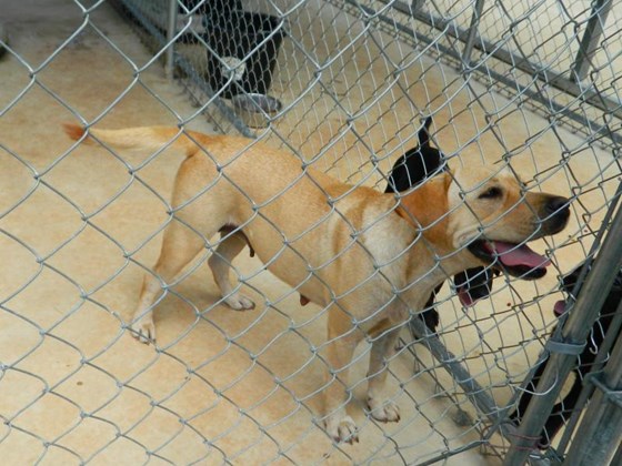 Save Sophia