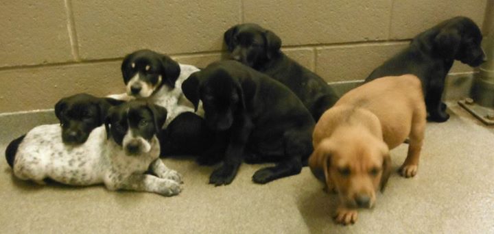 Seven Puppies
