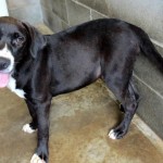 Adoptable Georgia Dogs for September 4, 2014