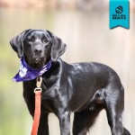 Adoptable Georgia Dogs for September 30, 2014