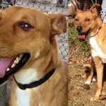 Adoptable Georgia Dogs for September 17, 2014