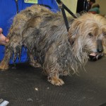 Adoptable Georgia Dogs for October 24, 2014