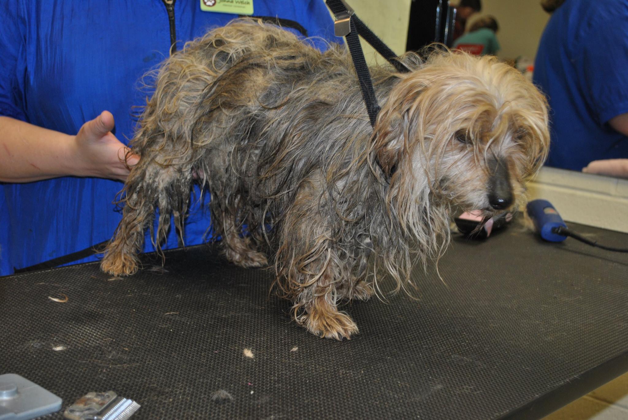 Alcovy Pet Rescue