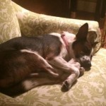 Adoptable Georgia Dogs for October 21, 2014