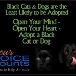 Adoptable Georgia Dogs for October 31, 2014