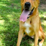 Adoptable Georgia Dogs for October 29, 2014
