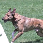 Adoptable Georgia Dogs for October 8, 2014
