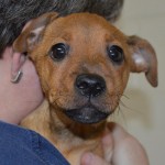 Adoptable Georgia Dogs for October 9, 2014