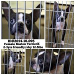 Adoptable Georgia Dogs for October 20, 2014