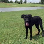 Adoptable Georgia Dogs for September 12, 2014