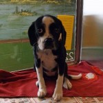 Adoptable Georgia Dogs for October 22, 2014