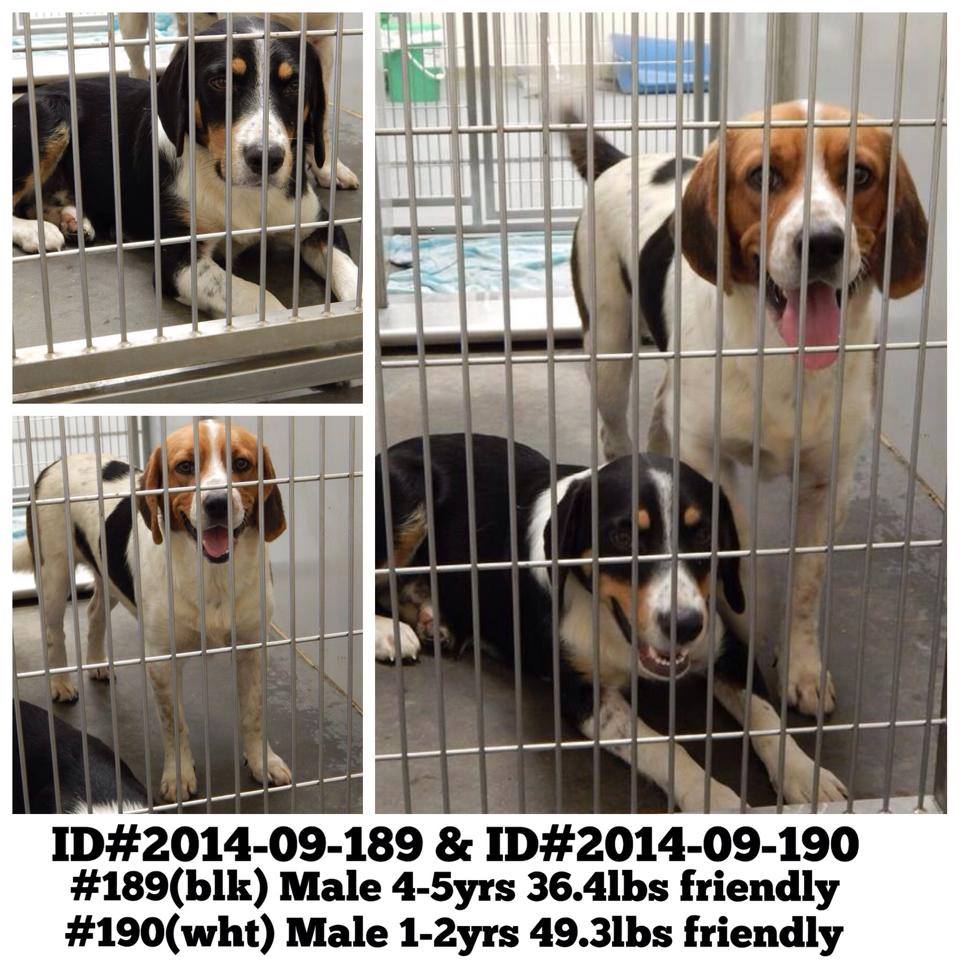 Hound buddies