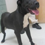 Adoptable Georgia Dogs for October 10, 2014