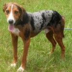 Adoptable Georgia Dogs for October 1, 2014
