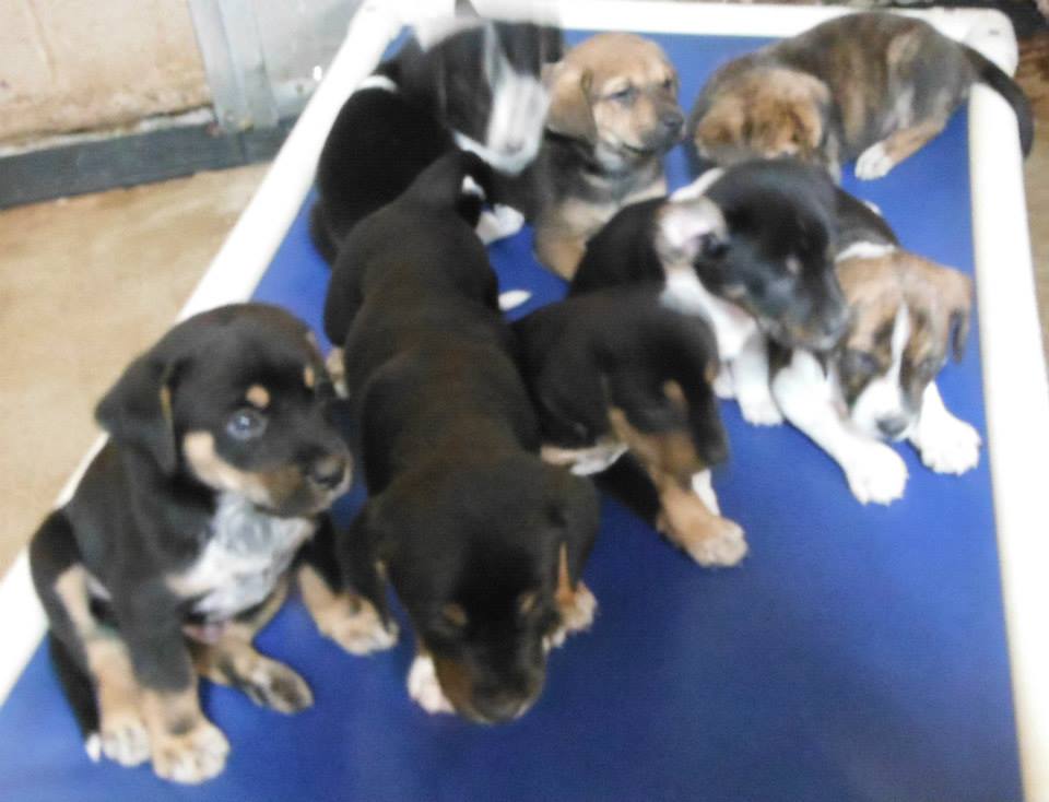 Litter of 8