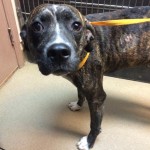 Adoptable Georgia Dogs for October 15, 2014