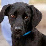 Adoptable Georgia Dogs for October 13, 2014