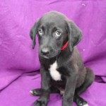 Adoptable Georgia Dogs for October 17, 2014