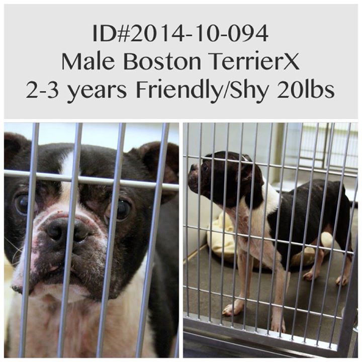 Male Boston Terrier