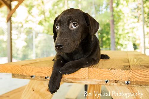 Mandy Lab Mix