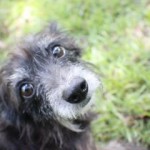 Adoptable Georgia Dogs for October 30, 2014