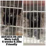 Adoptable Georgia Dogs for October 3, 2014