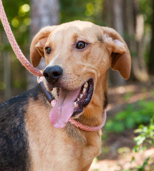 Rex Hound