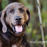 Adoptable Georgia Dogs for October 16, 2014
