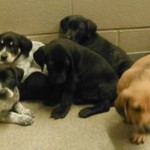 Adoptable Georgia Dogs for September 29, 2014