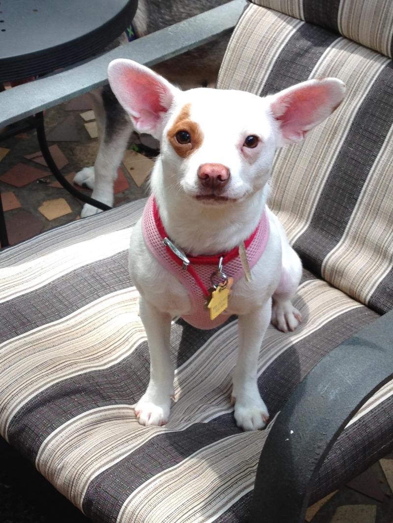 Yoda1