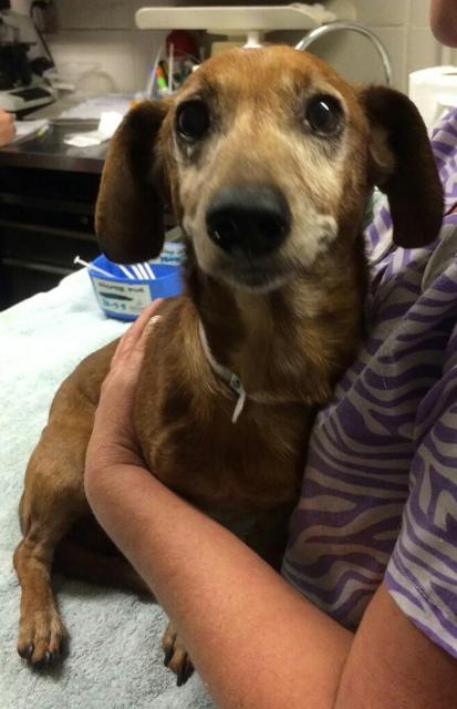 Yogi Doxie
