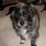 Adoptable Georgia Dogs for October 2, 2014