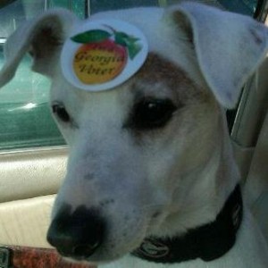 1 Nov dog