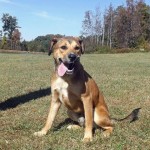 Adoptable Georgia Dogs for November 25, 2014