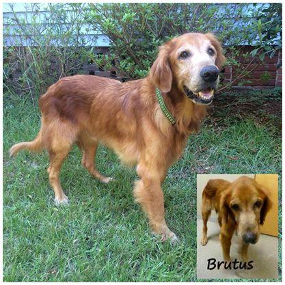 Brutus