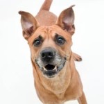 Adoptable Georgia Dogs for November 21, 2014