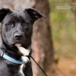 Adoptable Georgia Dogs for November 12, 2014