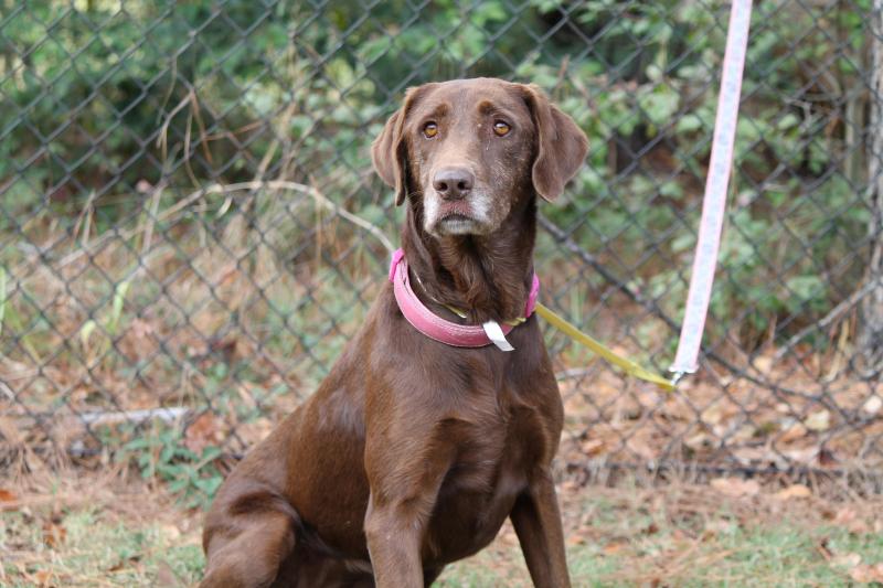 Cocoa
