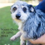 Adoptable Georgia Dogs for November 7, 2014