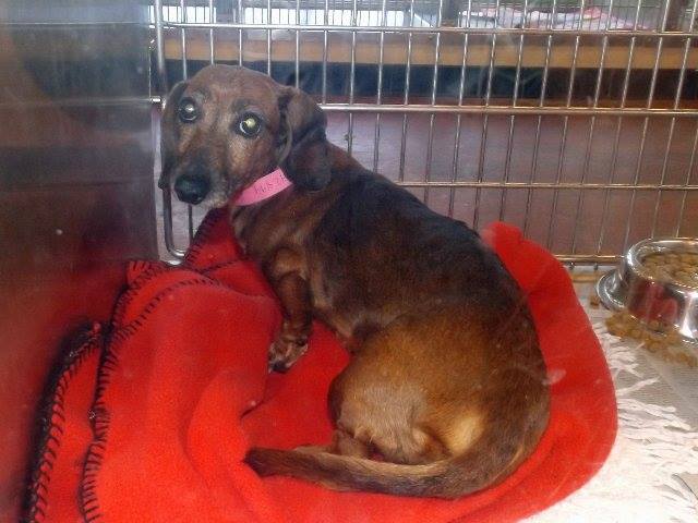 Female Doxie 223