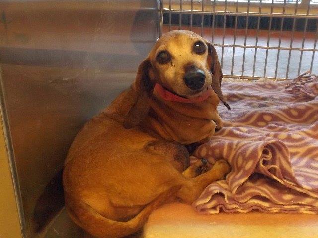 Female Sr Doxie 222