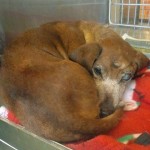 Adoptable Georgia Dogs for November 20, 2014