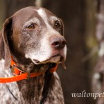 Adoptable Georgia Dogs for November 6, 2014
