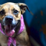 Adoptable Georgia Dogs for November 19, 2014
