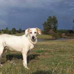 Adoptable Georgia Dogs for November 5, 2014