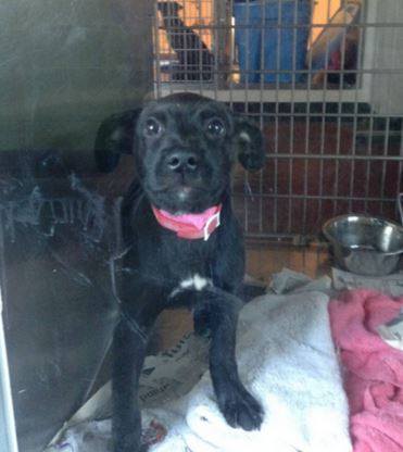 Gwinnett42686 Lab Puppy