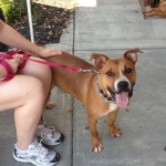 Adoptable Georgia Dogs for November 4, 2014