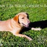 Adoptable Georgia Dogs for November 10, 2014